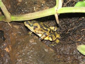 Panama Golden Frog – Best Places In The World To Retire – International Living